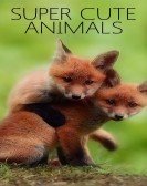 Super Cute Animals Free Download