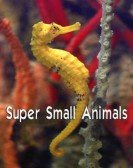 Super Small Animals Free Download