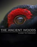 The Ancient Woods Free Download