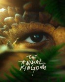 poster_the-animal-kingdom_tt16606592.jpg Free Download