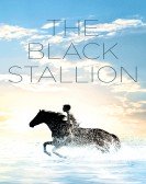 poster_the-black-stallion_tt0078872.jpg Free Download