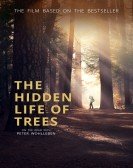 The Hidden Life of Trees poster