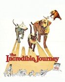 poster_the-incredible-journey_tt0057180.jpg Free Download