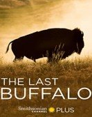 The Last Buffalo Free Download