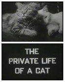 poster_the-private-life-of-a-cat_tt0177990.jpg Free Download