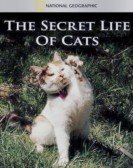 The Secret Life of Cats Free Download