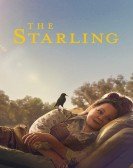 poster_the-starling_tt5164438.jpg Free Download