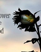 The Sunflower and the Sun God Free Download