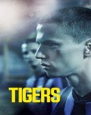 Tigers Free Download