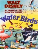 Water Birds Free Download