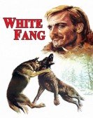 poster_white-fang_tt0069536.jpg Free Download