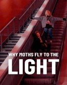 Why Moths Fly to the Light? Free Download