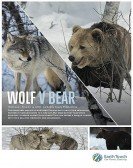 Wolf vs Bear Free Download