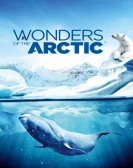 Wonders of the Arctic poster