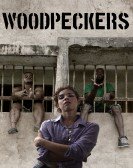 Woodpeckers Free Download