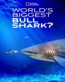 World's Biggest Bull Shark? Free Download