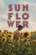 Sunflower poster